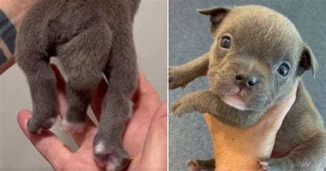 Puppy believed to have two tails actually has a fifth leg and foot